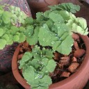 สมาชิกหมายเลข 727062