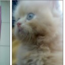 สมาชิกหมายเลข 983703