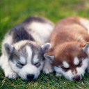 สมาชิกหมายเลข 2238066