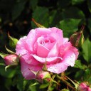 สมาชิกหมายเลข 984135