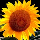 สมาชิกหมายเลข 1006928