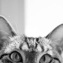 สมาชิกหมายเลข 2594383