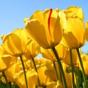 สมาชิกหมายเลข 776795