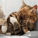 สมาชิกหมายเลข 1814561