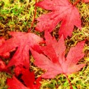 เด็กหญิงเมยา