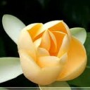 น้ำแข็งซ่าโซดาเย็น