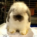 สมาชิกหมายเลข 2225500