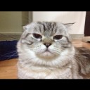 สมาชิกหมายเลข 1815134