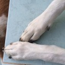 อมยิ้มสีขาว