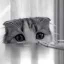 สมาชิกหมายเลข 2532585