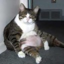 ป้าสะใภ้มลายู