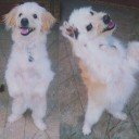 สมาชิกหมายเลข 1366754