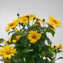 สมาชิกหมายเลข 722569