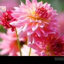 สมาชิกหมายเลข 1818876