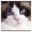 cat quiet