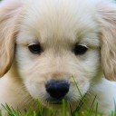 เจ้าขนทองแสนซน