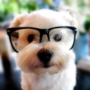 ฟามิงโก้