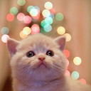 สมาชิกหมายเลข 990624