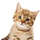 กะเพราหมูกุ้งไม่ใส่พริก