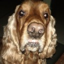 สุนัขฟันเหยิน