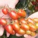 สมาชิกหมายเลข 2204857