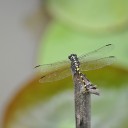 สมาชิกหมายเลข 990970