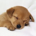 สมาชิกหมายเลข 2230688