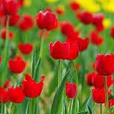 สมาชิกหมายเลข 1820939