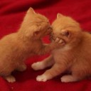 สมาชิกหมายเลข 992341