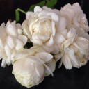 สารพัดเห็ด