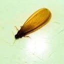 สมาชิกหมายเลข 1366300