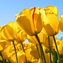 สมาชิกหมายเลข 978204