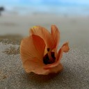 บักต้าของแม่ภา