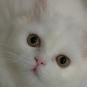 สมาชิกหมายเลข 994081