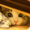 สมาชิกหมายเลข 1872006