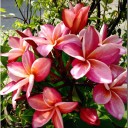 สมาชิกหมายเลข 1399618