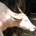 สมาชิกหมายเลข 2490042