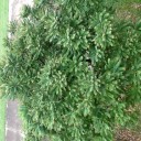 ดอกไม้กับสายหมอก