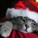 สมาชิกหมายเลข 995422