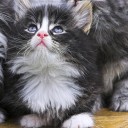 สมาชิกหมายเลข 923994