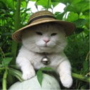 แมวกะหล่ำปลี