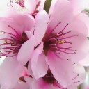 แมวน้อยสีเขียว