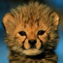 ชีต้าห์ต้วมเตี้ยม