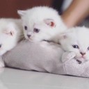 สมาชิกหมายเลข 2522188