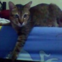 สมาชิกหมายเลข 994874