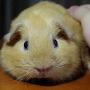 สมาชิกหมายเลข 3052231