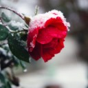 ม้าไม้ลายไทย