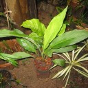 สมาชิกหมายเลข 1402469