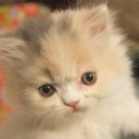 สมาชิกหมายเลข 998014