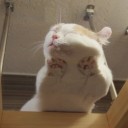 สมาชิกหมายเลข 3040243